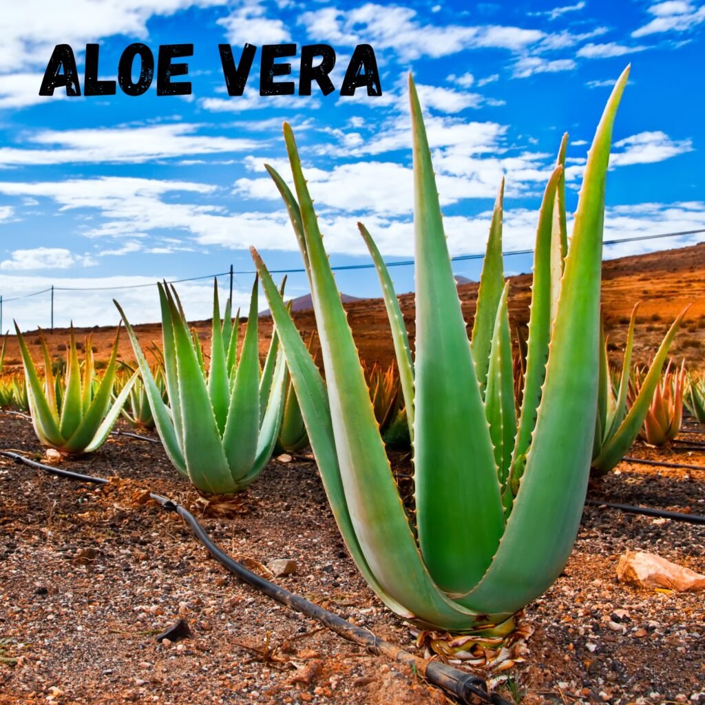 ALOE VERA: