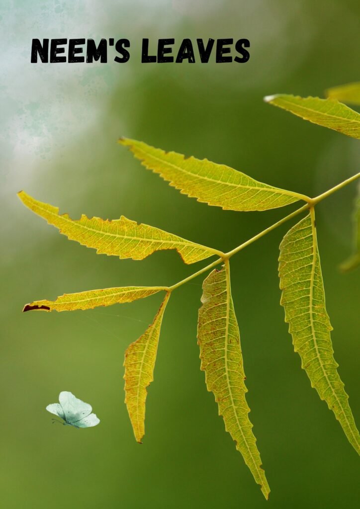 NEEM’S LEAVES: